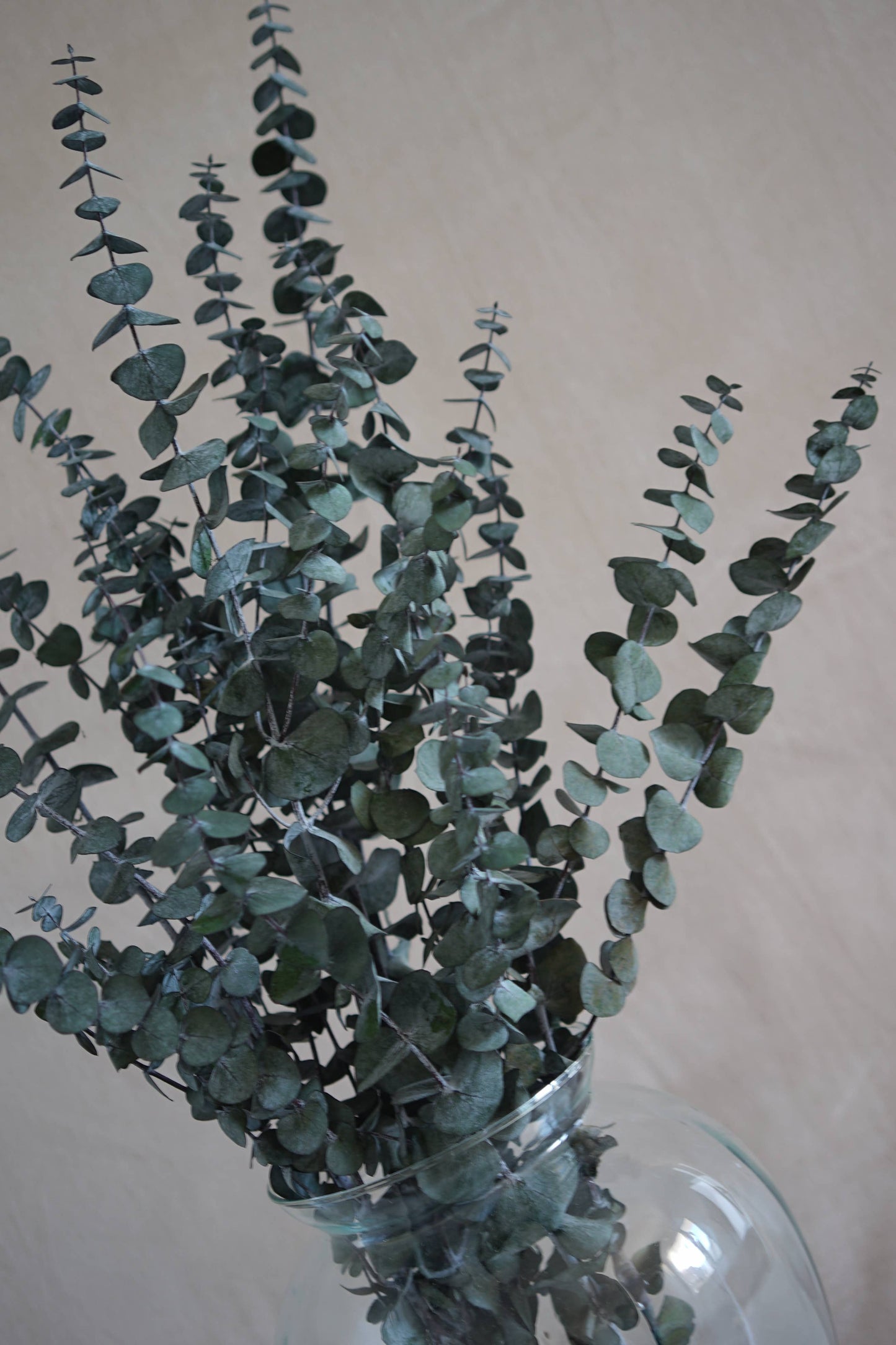Preserved Eucalyptus