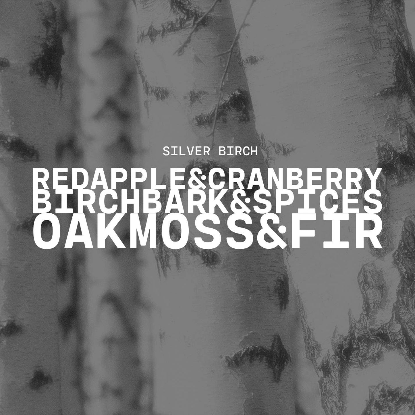 5 oz Cream Jar Candle: Silver Birch