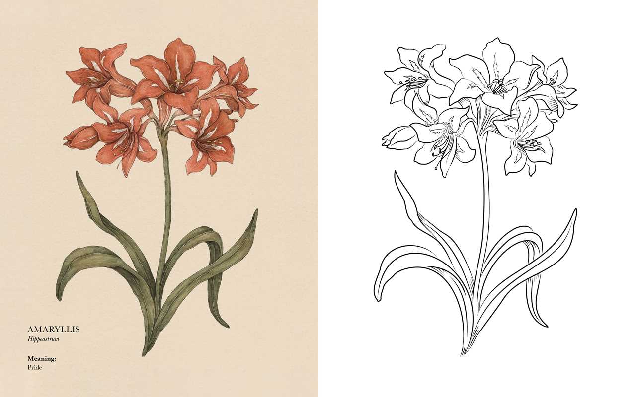 Floriography Coloring Book by Jessica  Roux