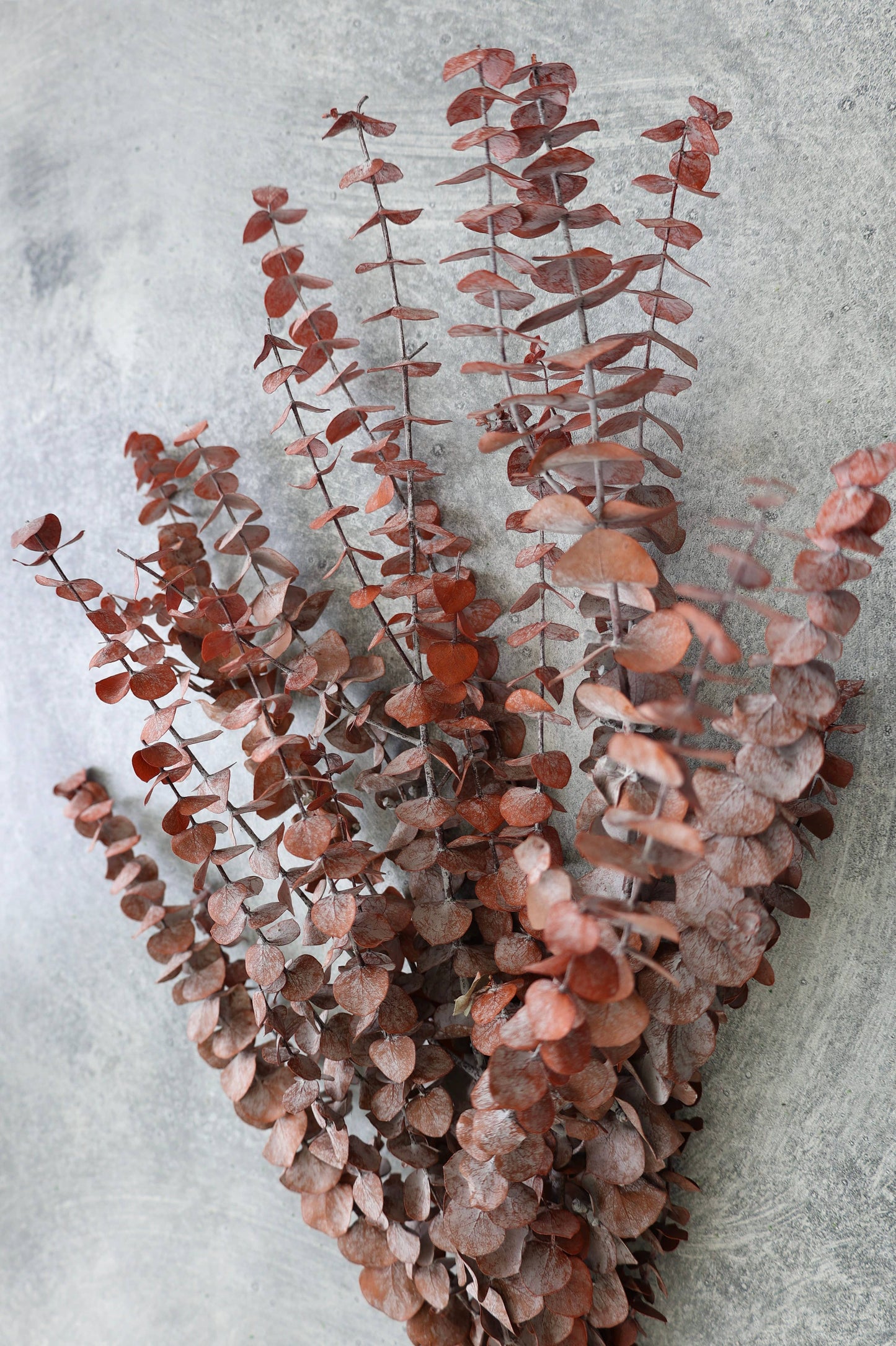 Preserved Eucalyptus