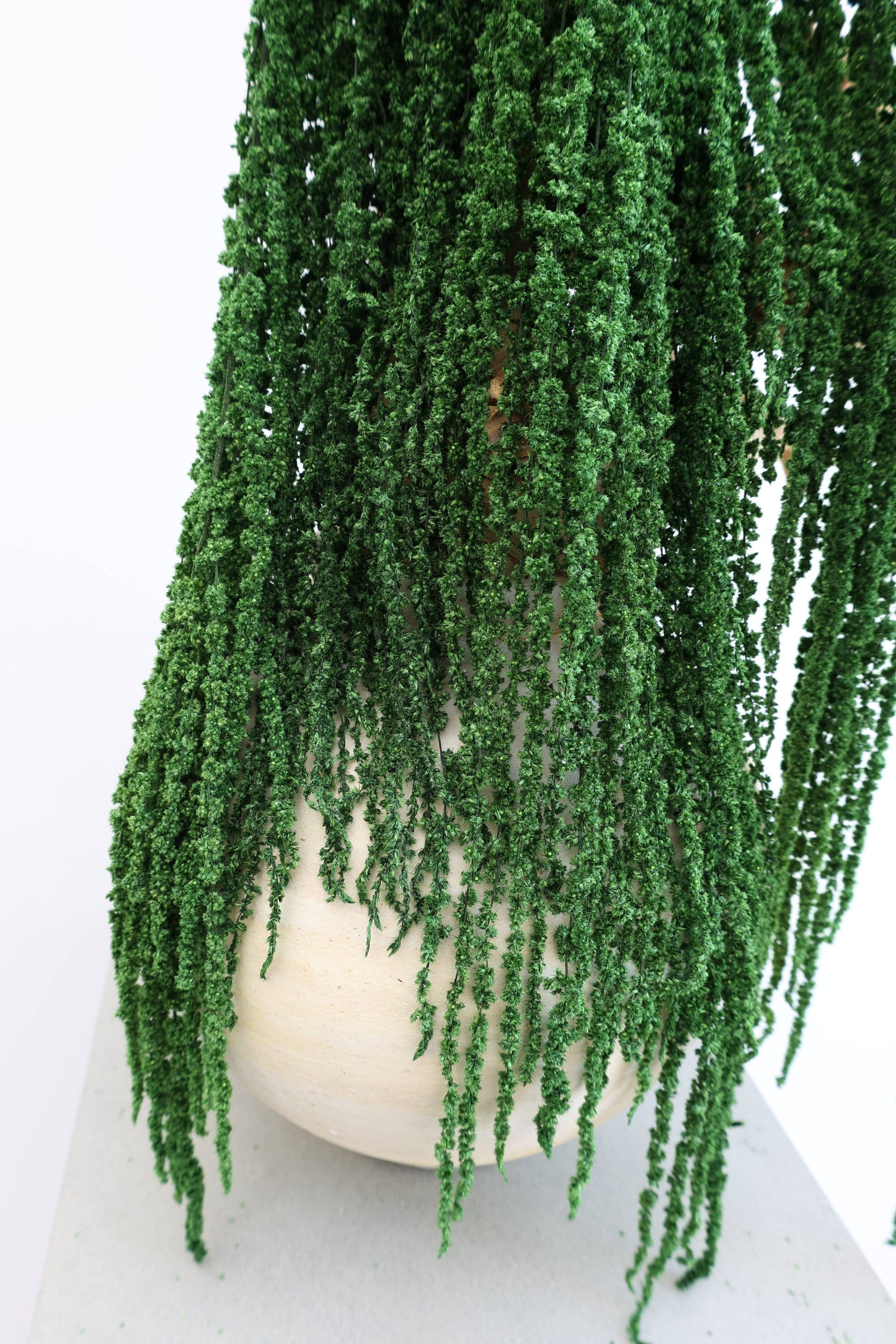 Preserved Amaranthus