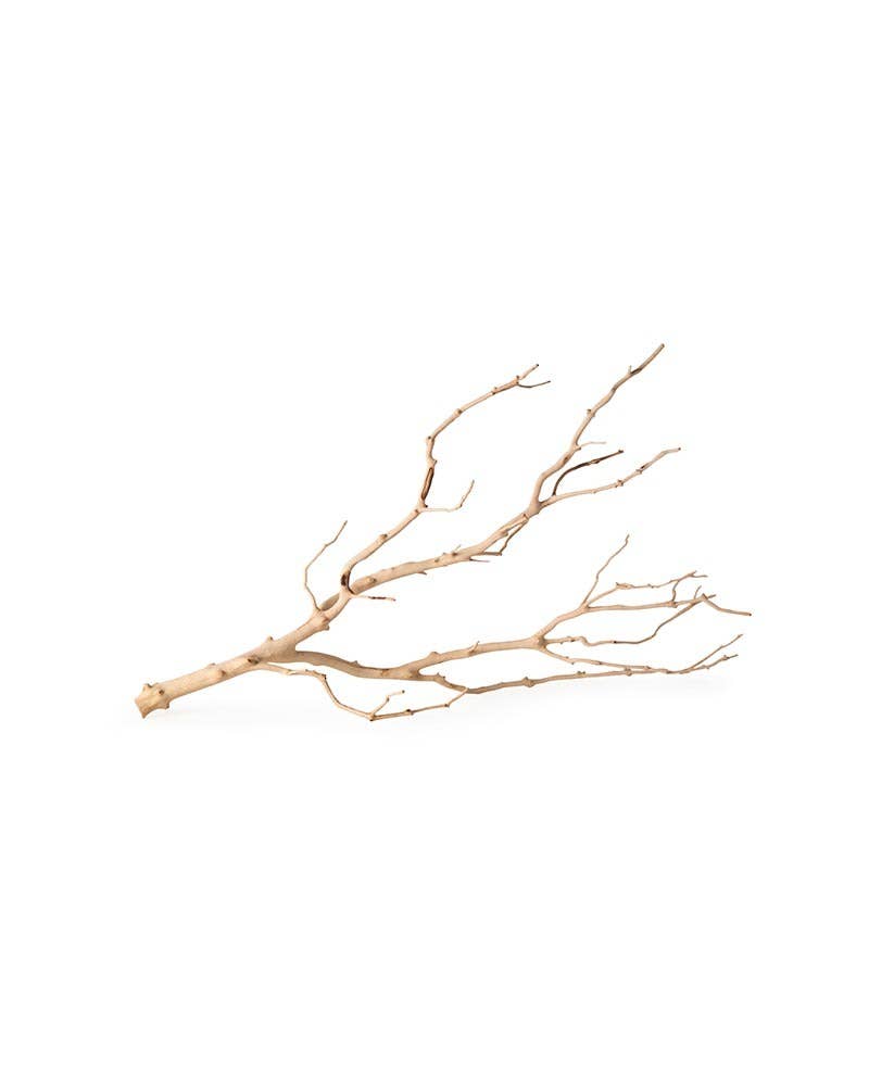 Manzanita Branch