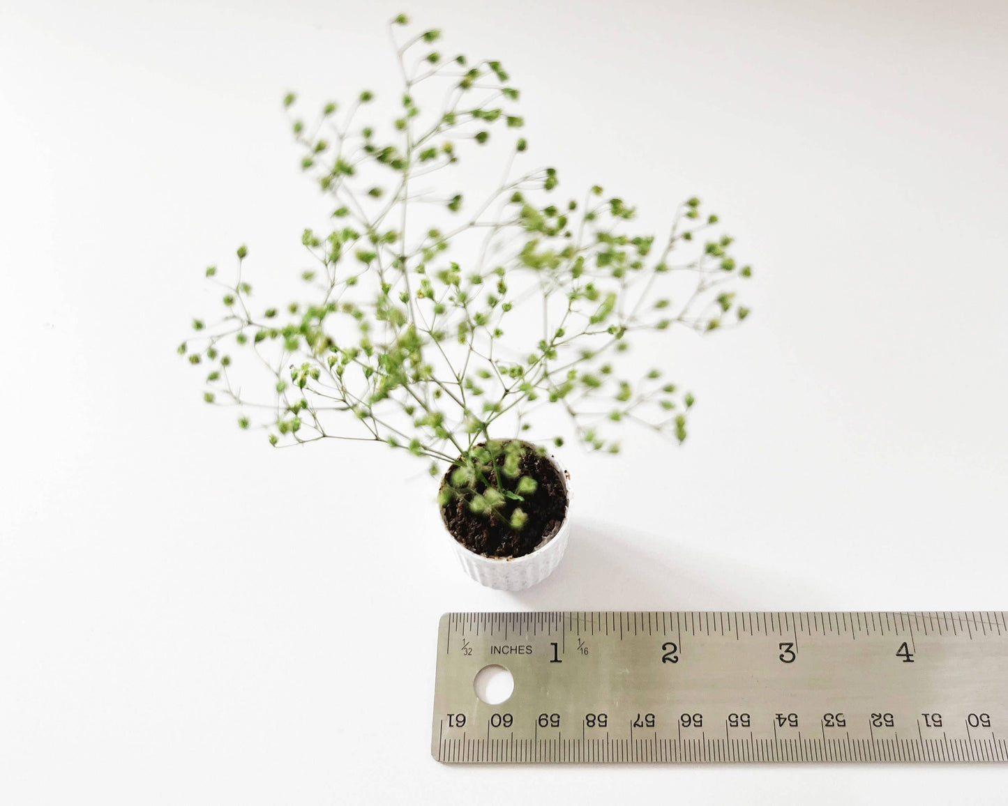 Miniature Potted Plant - Terra Cotta or Stone