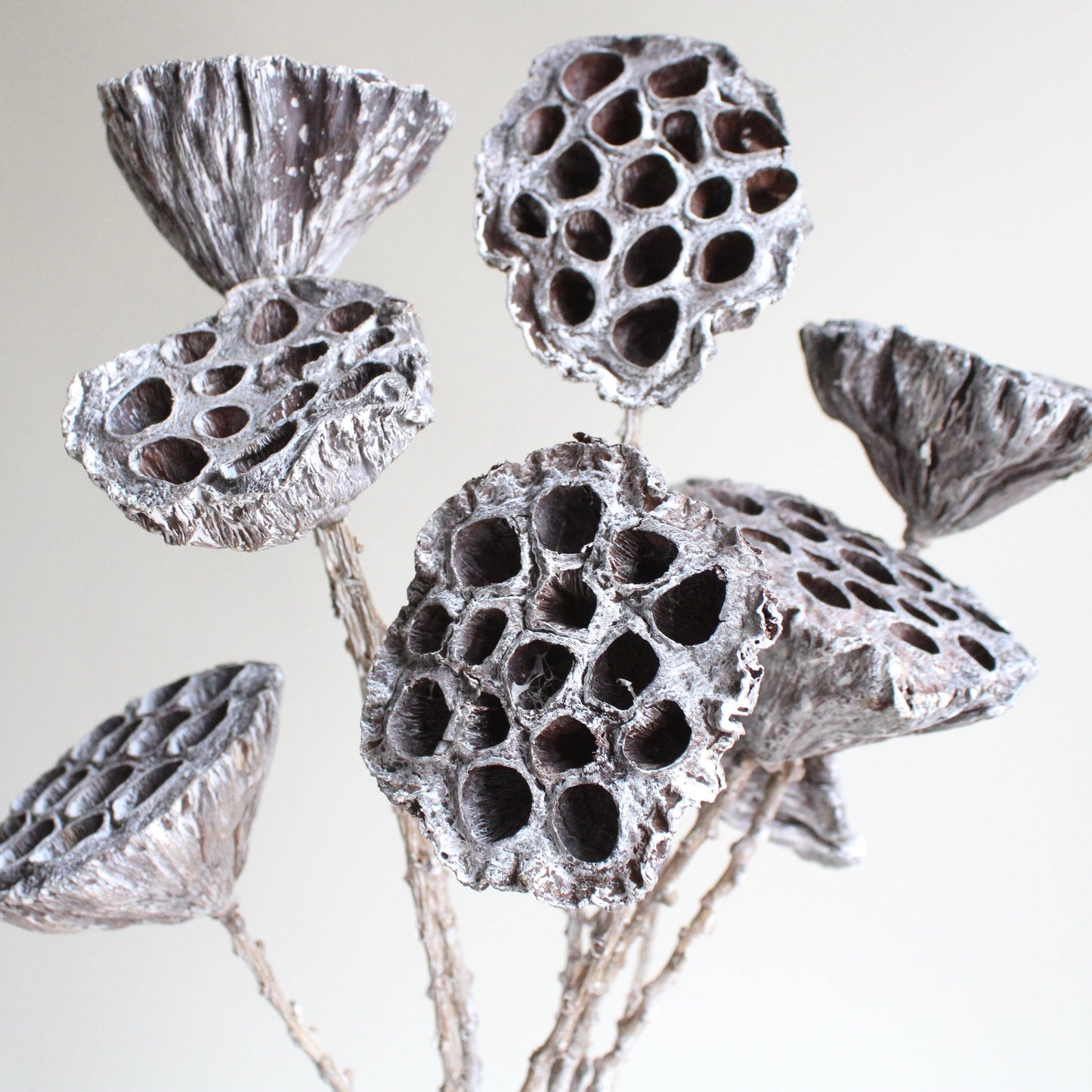 Lotus Pod on Stem - Dyed