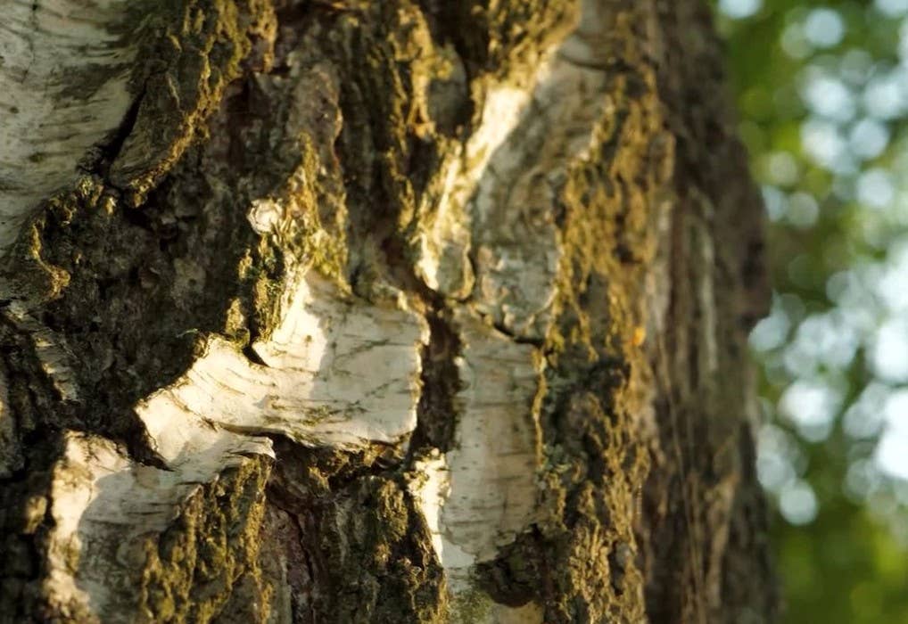 5 oz Cream Jar Candle: Cedarwood Cabin