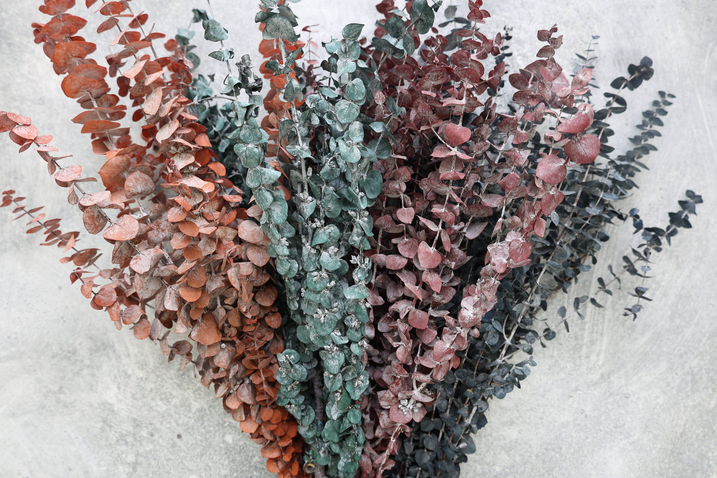 Preserved Eucalyptus