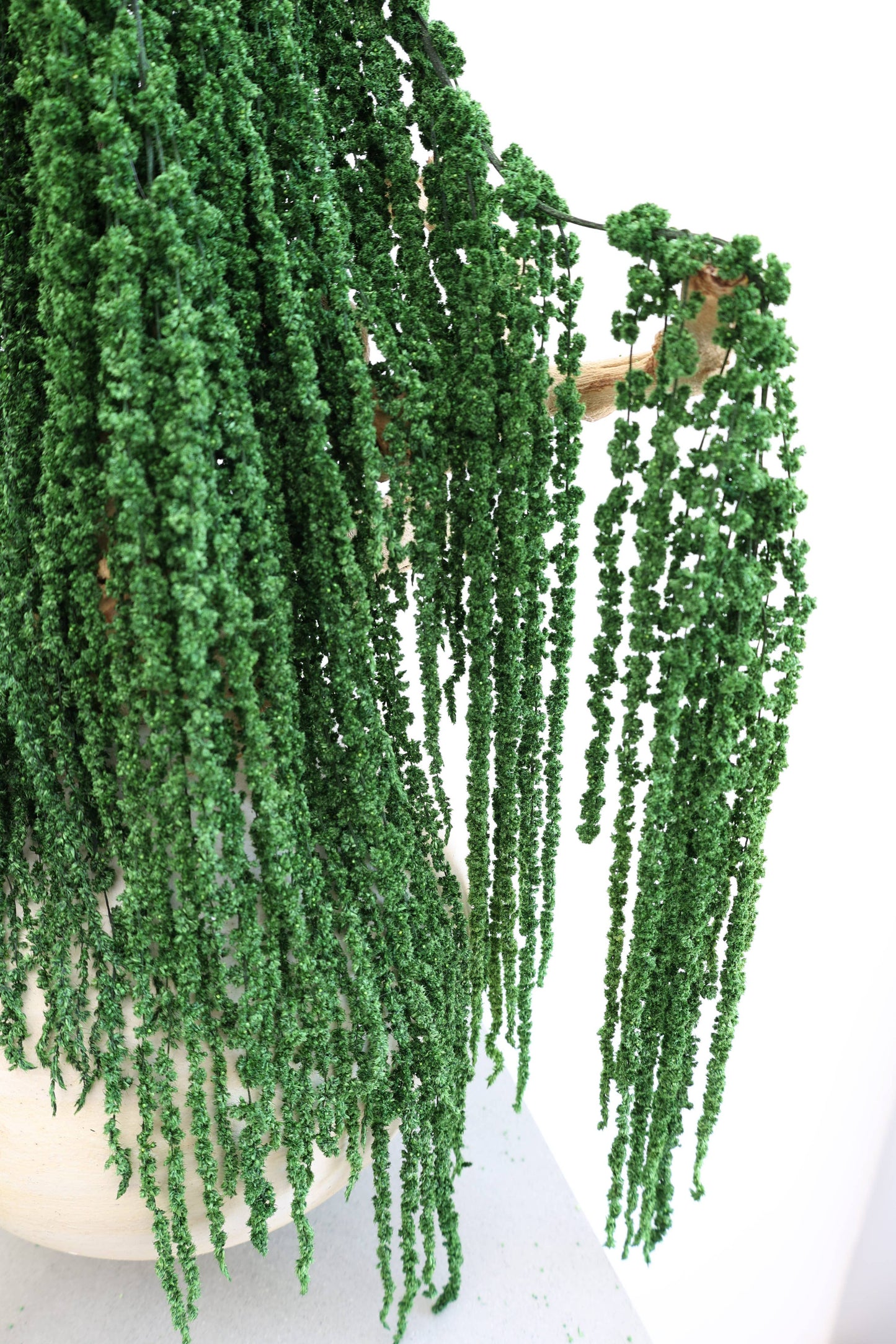 Preserved Amaranthus