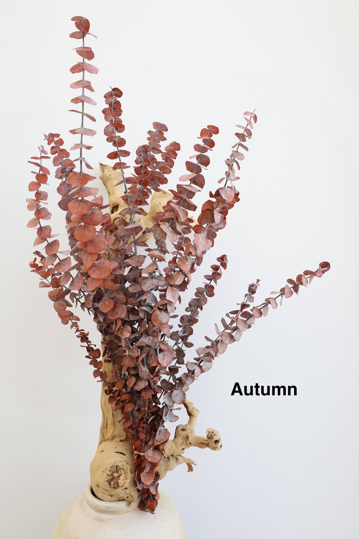 Preserved Eucalyptus