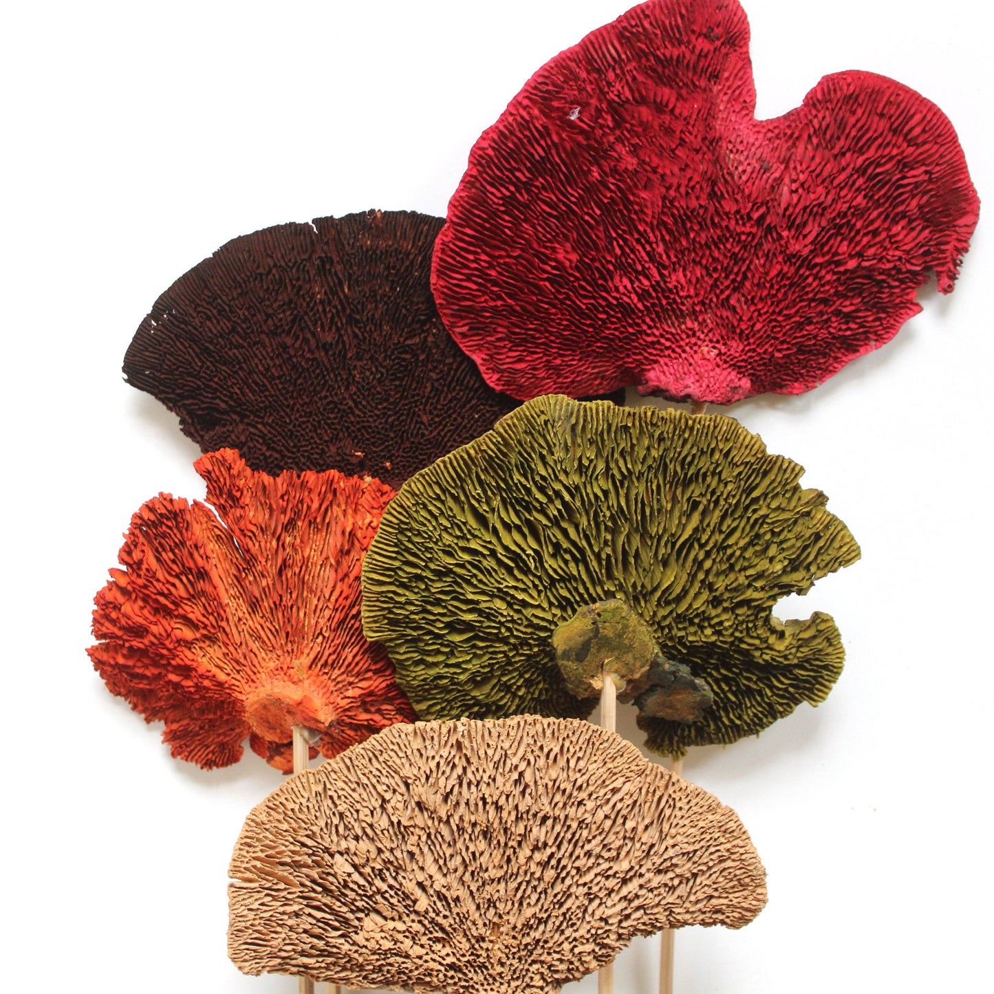 Sponge Mushrooms