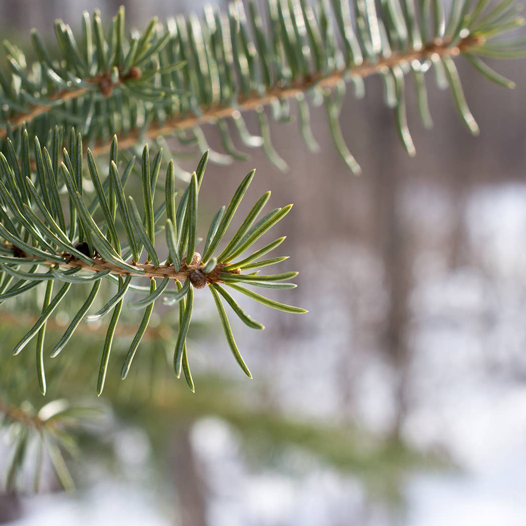 5 oz Cream Jar Candle: Fresh Cut Fraser