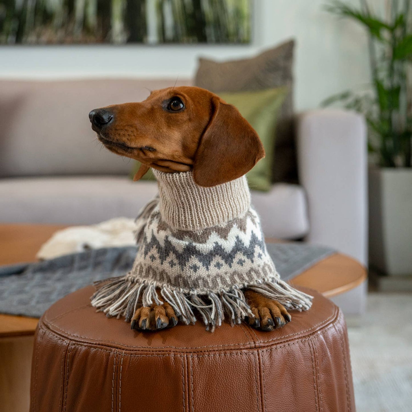 Woolly Winter Alpaca Dog Poncho