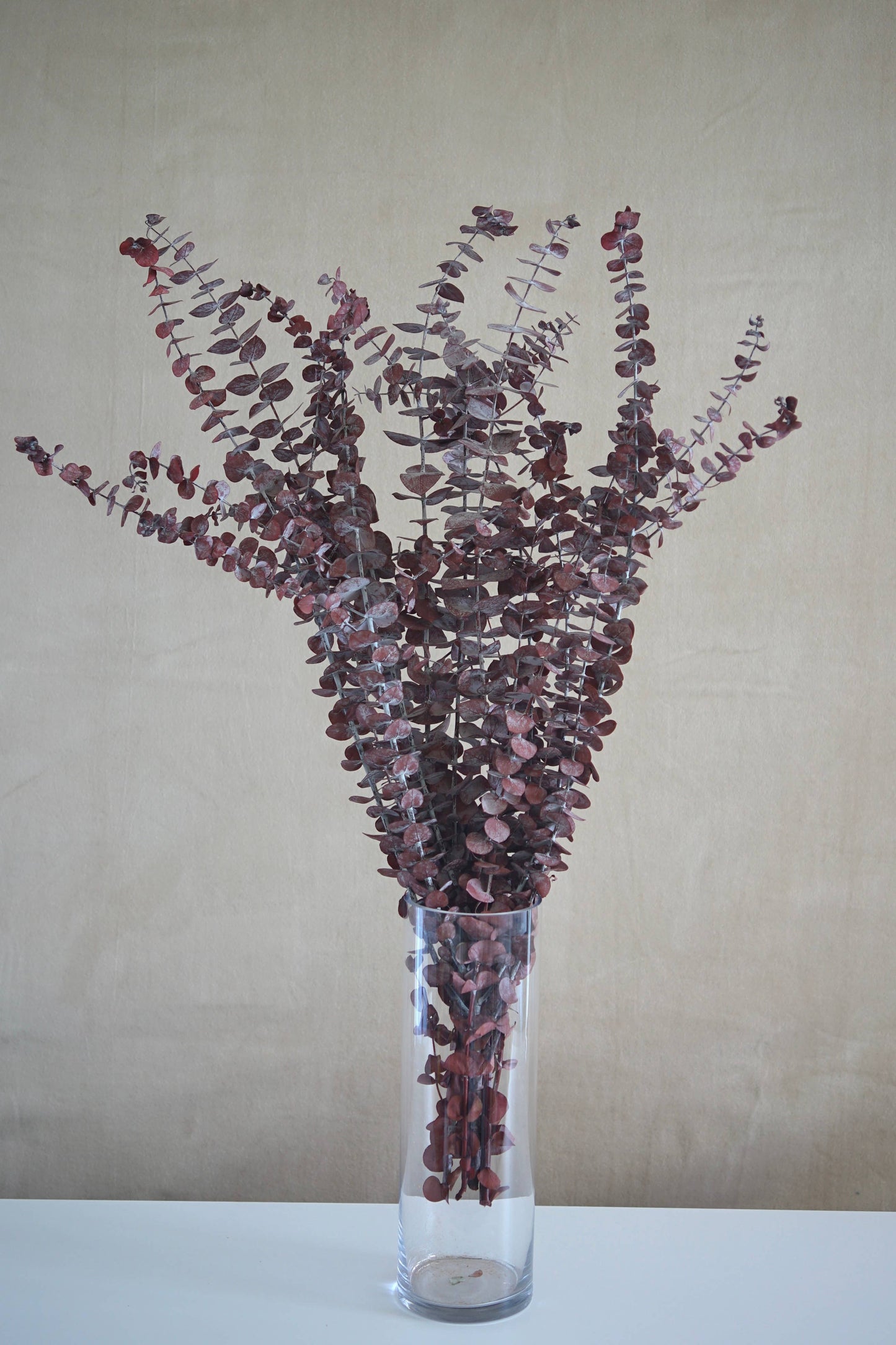 Preserved Eucalyptus