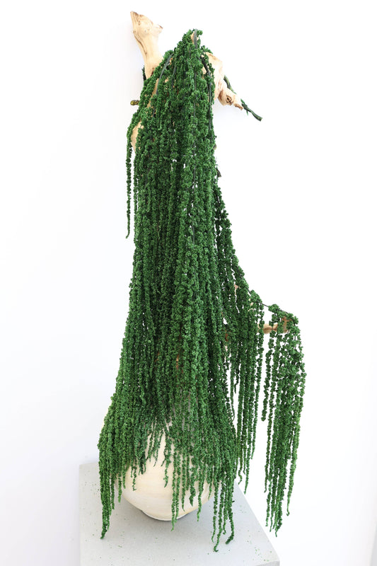 Preserved Amaranthus