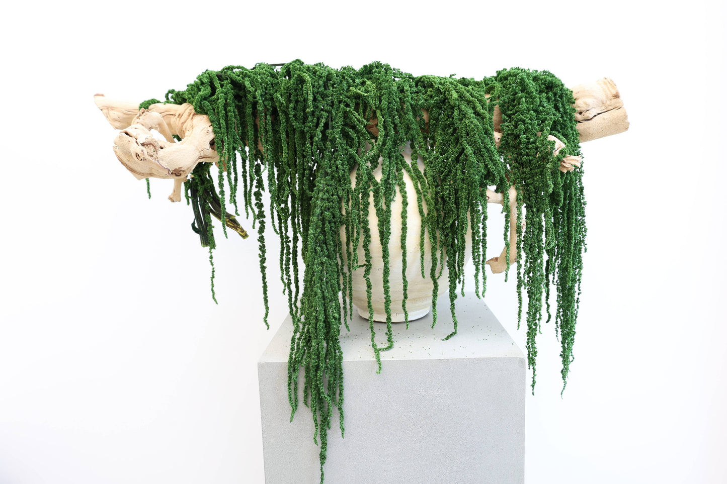 Preserved Amaranthus
